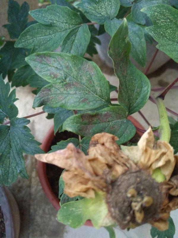 牡丹花叶子有黑斑怎么回事