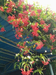 使君子为什么不开花 为何君子不开花
君子为何不开花