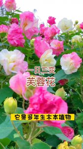 芙蓉花为什么不开花 为什么芙蓉不开花？