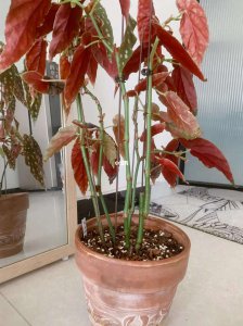 竹节海棠为什么不开花 为何竹节海棠不开花？