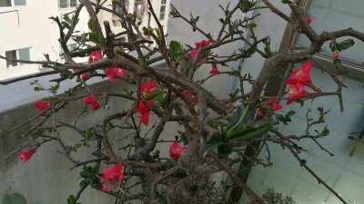 海棠花为什么不开花 为什么海棠花开花不良
海棠花为何不绽放