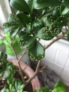 米兰为什么不开花 为何米兰的花朵不开放