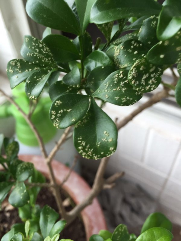 米兰为什么不开花