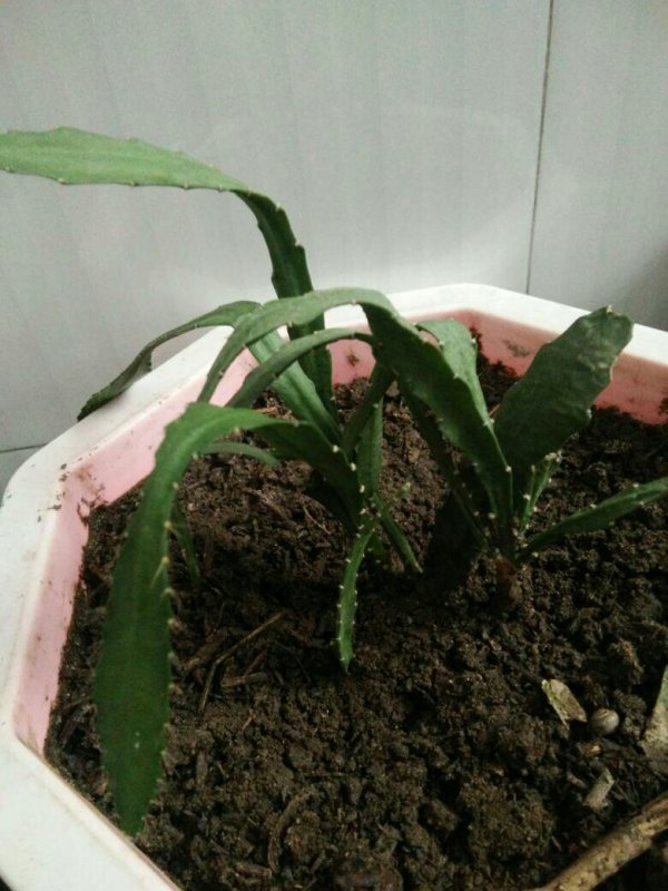 令箭荷花为什么不开花