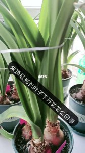 朱顶红为什么不开花 为何朱顶红不开花？