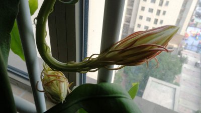 昙花为什么不开花 为什么昙花不开花？
昙花为何不开放？