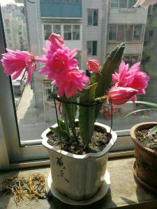 荷花令箭为什么不开花 为什么荷花不开花