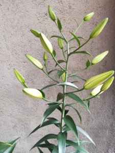 百合为什么不开花 为什么百合不开花？

百合为何不开花？