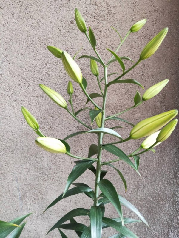 百合为什么不开花