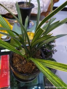 墨兰为什么不开花 为何墨兰不开花？

墨兰为何不开花？