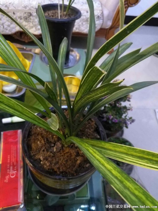 墨兰为什么不开花