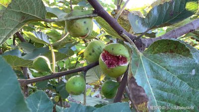 无花果为什么不开花 为何无花果不开花？
