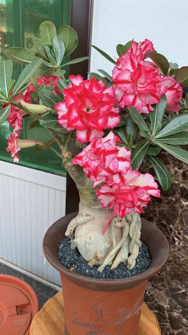沙漠玫瑰为什么不开花