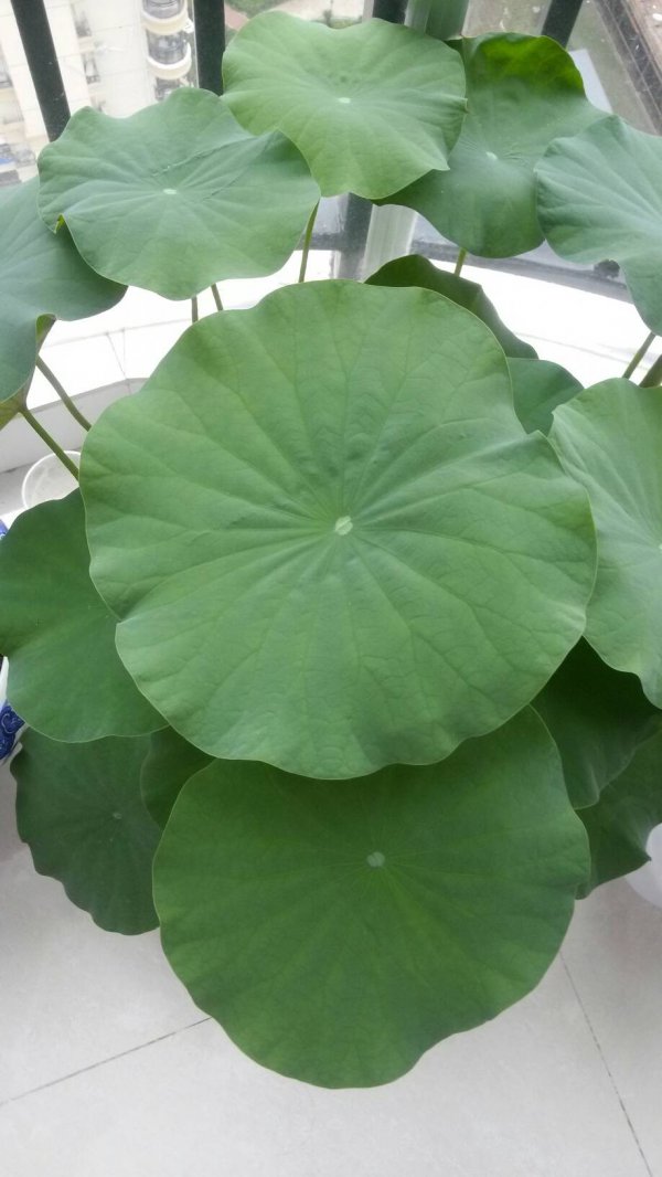 睡莲为什么不开花