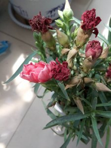 康乃馨为什么不开花 康乃馨为何不开放花朵？