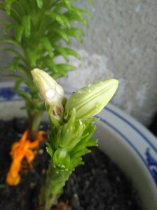 百合花为什么不开花 为什么百合花不开放？