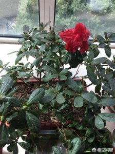 杜鹃花为什么不开花 为何杜鹃花不开放？