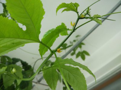 百香果为什么不开花 为何百香果不开花？