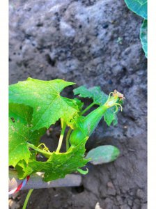 丝瓜为什么不开花 为什么丝瓜不开花？

丝瓜为何不开花？
