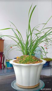 白兰花为什么不开花 为何白兰花不开花？