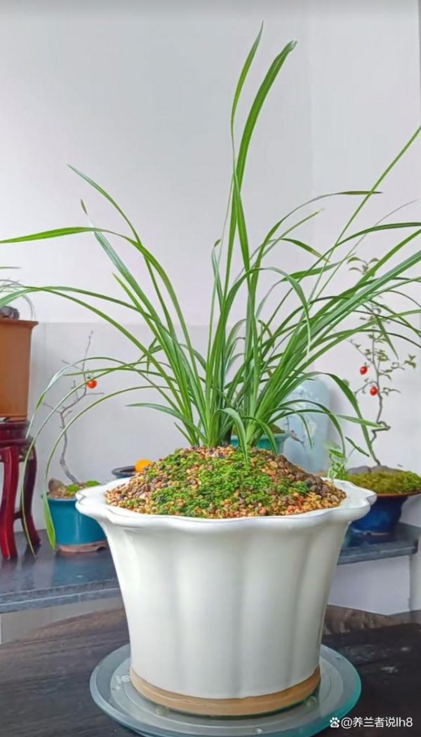 白兰花为什么不开花