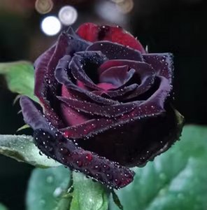 玫瑰花为什么不开花 为何玫瑰花不开花

玫瑰花为何不绽放
