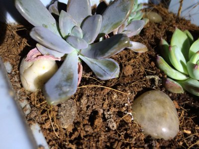 多肉烂叶子原因及处理方法 多肉植物腐烂叶片的成因及处理方法