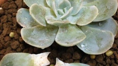 石莲烂叶子原因及处理方法 石莲叶子腐烂的原因和处理方法