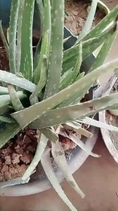 芦荟烂叶子原因及处理方法 芦荟叶子腐烂的原因和处理方法