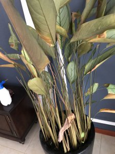 竹芋烂叶子原因及处理方法 竹芋叶片腐烂的成因和处理方法