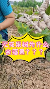 无花果落果是什么原因造成的 无花果掉落果实的原因是什么？