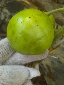 番茄落果是什么原因造成的 番茄果实脱落的成因是什么？
