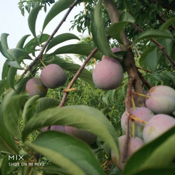 李子落果是什么原因造成的