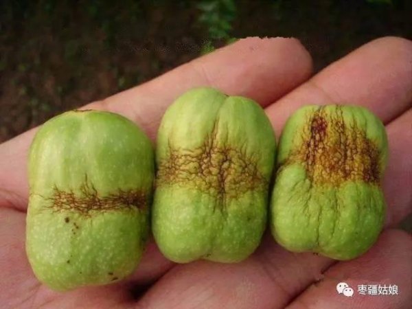红枣落果是什么原因造成的