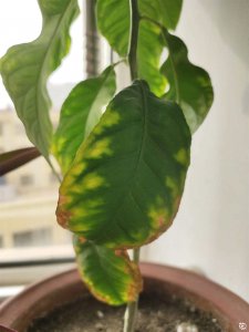 柠檬落果是什么原因造成的 柠檬树果实掉落的原因是什么？