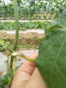 丝瓜落果是什么原因造成的 丝瓜果实失败的原因是什么？