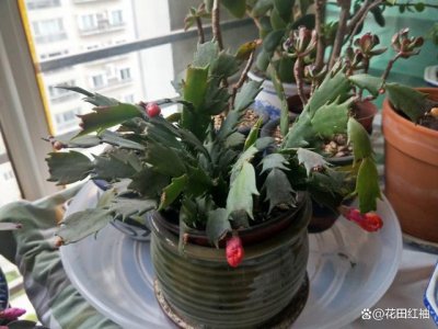 蟹脚兰不开花是什么原因 螃蟹兰为何不开花？
