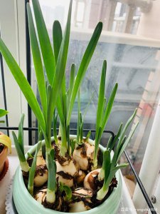 水仙催花时间和方法 水仙促进开花的时间和方法