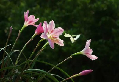 韭兰不开花是什么原因 韭兰为何不开花？