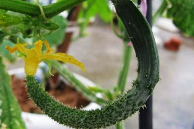 黄瓜不开花是什么原因 为什么黄瓜不开花？
黄瓜为何不开花？