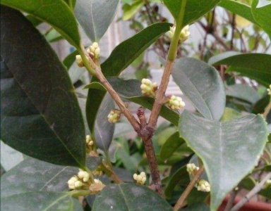 桂花不开花是什么原因 桂花为何不开放？