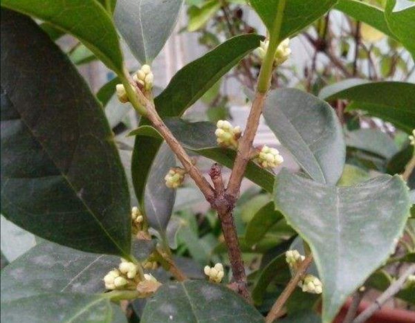 桂花不开花是什么原因