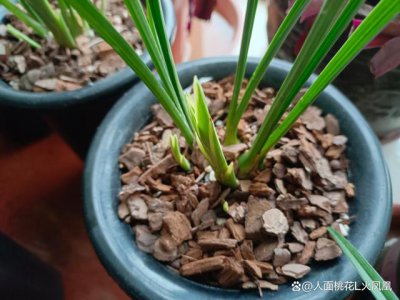 建兰不开花是什么原因 建兰为何不开花？
