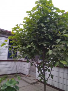 玉兰花不开花是什么原因 玉兰花为何不开花？