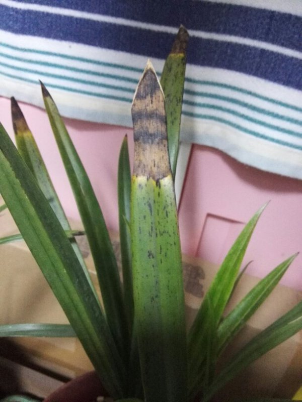 墨兰不开花是什么原因