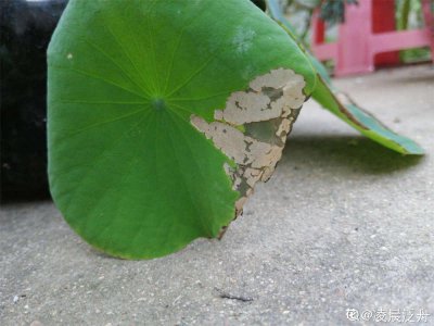 荷花叶子卷边是什么原因及解决方法