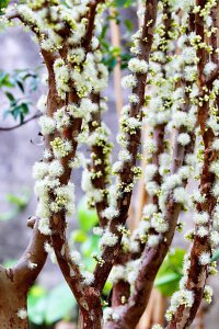 嘉宝果催花时间和方法 嘉宝果提前开花的时间和方式