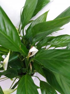 白掌催花时间和方法 促花技巧及时机