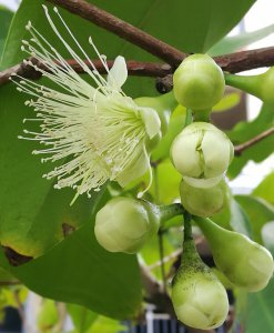 莲雾催花时间和方法 莲雾促进花朵开放的时间和方式