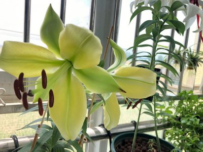 百合花如何快速开花 如何促进百合花快速开放？